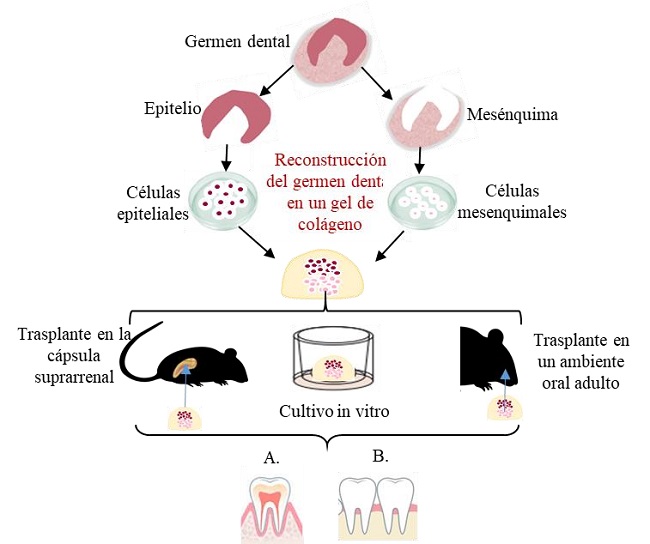 REPRESENTACIÓN ESQUEMÁTICA DEL MÉTODO DE GERMEN DE ÓRGANOS