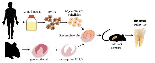 REPRESENTACIÓN ESQUEMÁTICA DEL DIENTE QUIMÉRICO