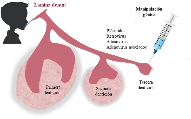 REPRESENTACIÓN ESQUEMÁTICA DEL MÉTODO DE ESTIMULACIÓN DE LA TERCERA DENTICIÓN.