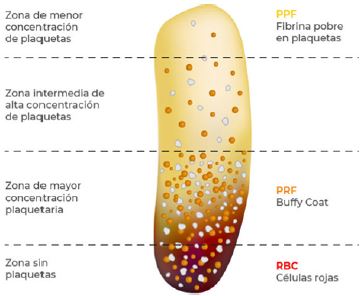 Structural Characteristics and Distribution of PRF Components