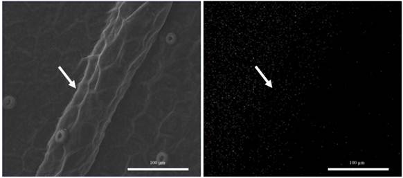 Scanning electron micrographs of the Cattleya forbesii leaf epidermis, subcultivated in vitro without addition of Si. Frontal view of the abaxial surface of the leaf blade (left). Si mapping (white dots) on the abaxial surface of the leaf blade (right). Arrow (venation).
