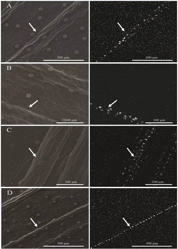 Scanning electron micrographs of the Cattleya forbesii leaf epidermis, subcultivated in vitro and submitted to Si concentrations of 0.5 g·L−1 (A); 1.0 g·L−1 (B); 1.5 g·L−1 (C) and 2.0 g·L−1 (D). Frontal view of the abaxial surface of the leaf blade (left image). Si mapping (white dots) on the abaxial surface of the leaf blade (right image). Arrow (venation).