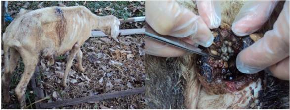 Ovine presenting multifocal tumors, suggesting SCC, with fly larvae in the skin tumor ulceration.