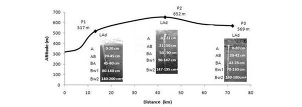 Soil profiles along a transect (P1 to P3). 