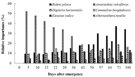 Relative importance (RI) of the main weed species present during the experiment for the treatments with different initial periods of weed presence (Group 1). Chapad&atilde;o do Sul - MS, 2009/2010.