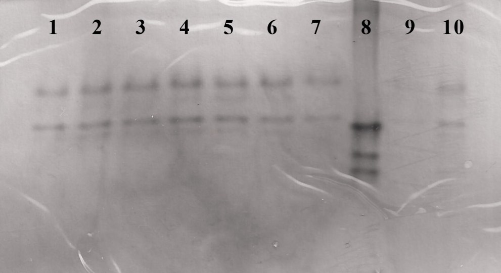 Esterase phenotypes of Meloidogyne enterolobii populations from plants collected in different municipalities in the state of Cear&aacute;. Guava (1 to 5), jurubeba (6 and 7), M. javanica (8), tasselflower (9 and 10).