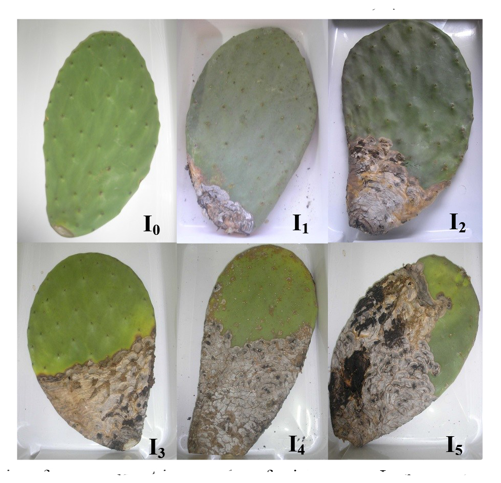 Degrees of intensity of squamous rot in cladodes of prickly pear: I0, no squamous rot; I1, 10% squamous rot; I2, 11 to 25% squamous rot; I3 26 to 50% squamous rot; I4, 51-75% squamous rot; I5, over 75% squamous rot. Barra de Santana, PB, 2009.