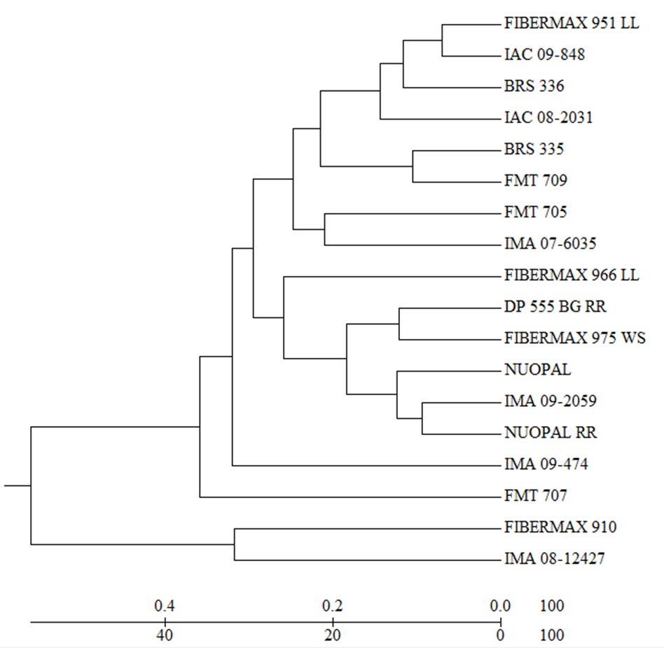 Dendrogram of the dissimilarity patterns established by the unweighted pair group method with arithmetic mean (UPGMA), using quantitative data of 18 cotton genotypes sowed in the main season and off season. (Cophenetic Correlation Coefficient CCC = 0.72, p<0.01, 10,000 permutations).