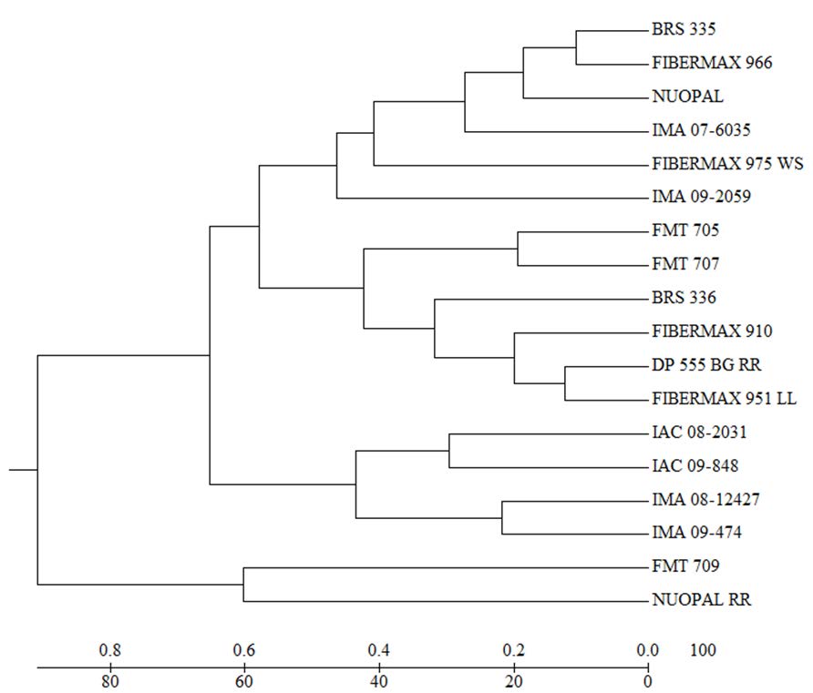 Dendrogram of the dissimilarity patterns established by the unweighted pair group method with arithmetic mean (UPGMA), using quantitative data of 18 cotton genotypes sowed in the main season and off season. (Cophenetic Correlation Coefficient CCC = 0.69, p<0.01, 10,000 permutations).