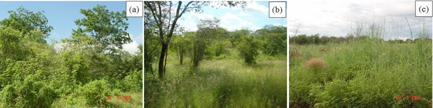 Experimental watersheds of the Iguatu Experimental Basin, with regenerating Caatinga (a), thinned Caatinga (b) and deforested Caatinga (followed by burning and pasture) (c).