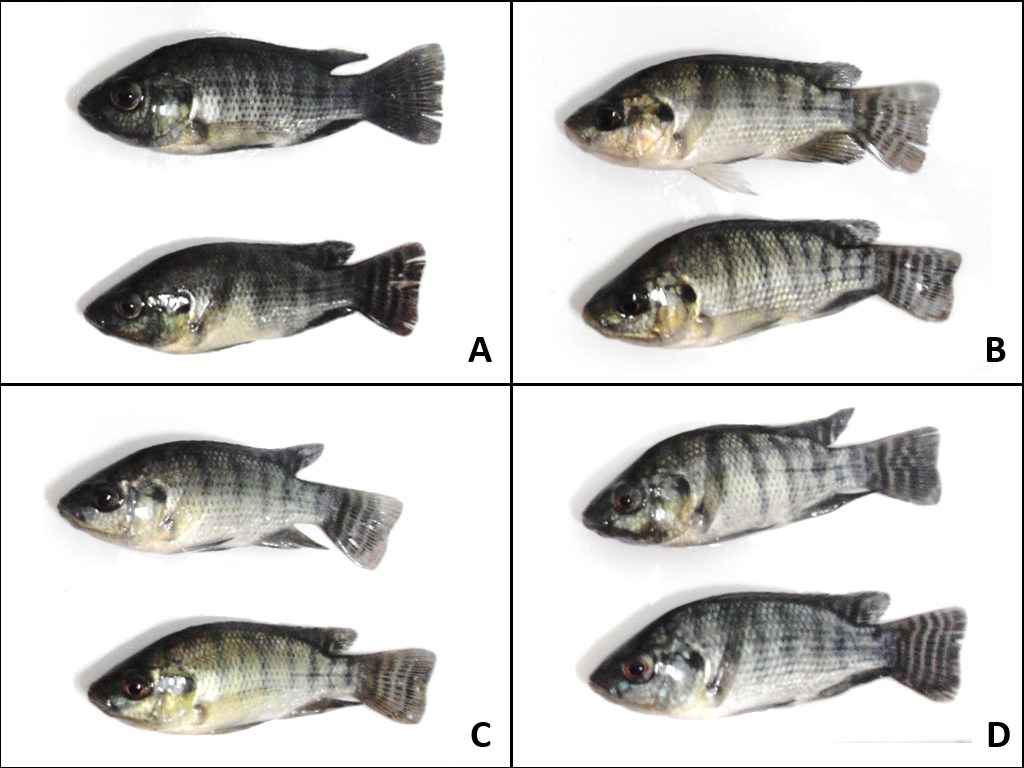 Changes in fish skin color during sedation with anesthetic solutions containing the four essential oils, indicating stress.