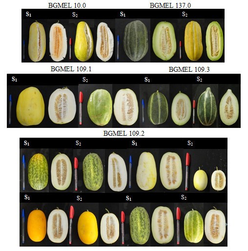 Genetic diversity of generations S1 and S2 of the melon progenies evaluated for the morphological descriptors of fruits.