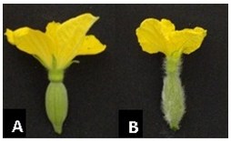 Female melon flowers showing ovary with short and dense hairiness, typical of ssp. agrestis (A), and long hairiness, relative to ssp. melo (B).
