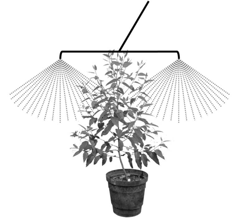 Application of liquid fertilizer and glyphosate to a eucalypt plant.