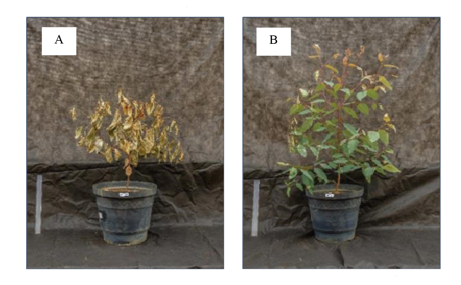 Eucalyptus plants treated with 2,160 g ha -1 of glyphosate: without liquid fertilizer (A) or mixed with 8 L ha -1 of liquid fertilizer (B) at 49 DAA.