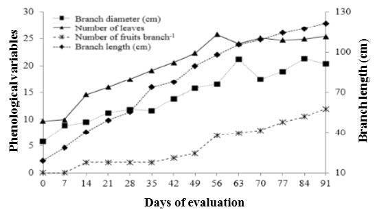 Phenological variables of the &lsquo;Roxo de Valinhos&rsquo; fig cultivar.