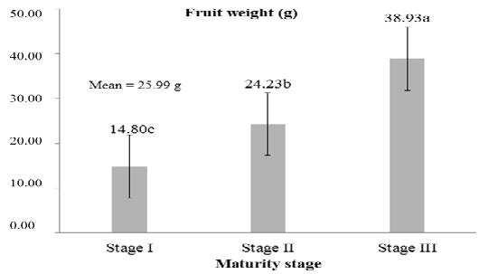 Fruit weight (g) of the &lsquo;Roxo de Valinhos&rsquo; fig cultivar, at three maturity stages. Different letters indicate statistically significant differences.