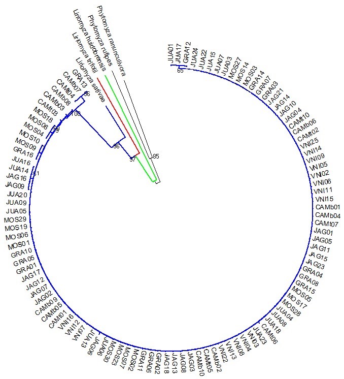 Phylogenetic analysis of Liriomyza sativae specimens using the Cytochrome oxidase subunit I (cox I) locus. A rooted maximum likelihood tree was generated with the HKY + G model and 707 bp cox I sequences. VNI= Venda Nova do Imigrante-ES; CAM= Camocim de São Felix-PE; CAM= Camocim de São Felix-PE; JAG= Jaguaruana-CE; GRA= Gravatá-PE; MOS= Mossoró- Rio Grande do Norte; JUA= Juazeiro-BA.