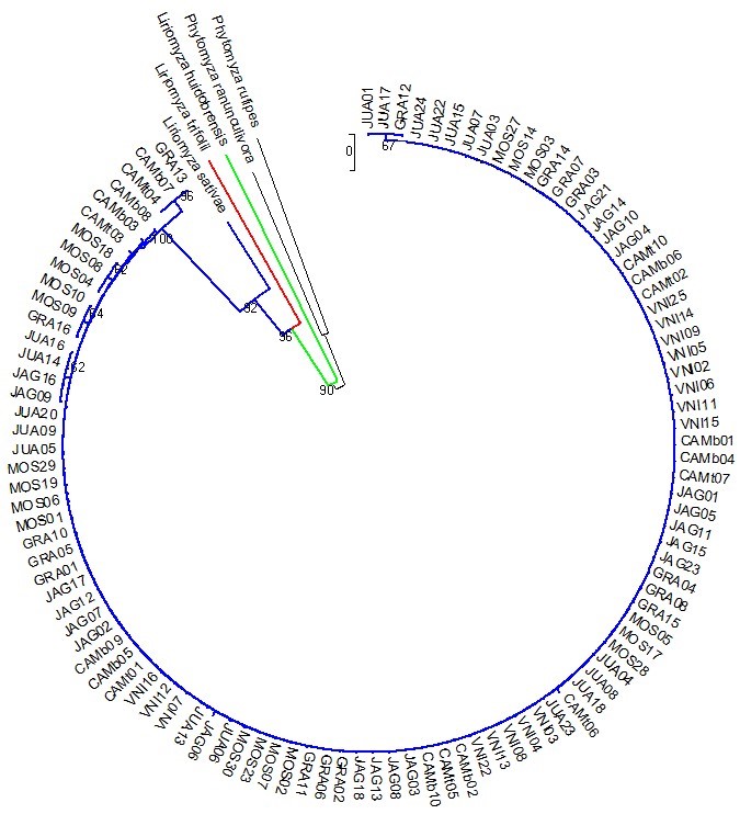 Phylogenetic analysis of Liriomyza sativae specimens using the Cytochrome oxidase subunit I (cox I) locus. A rooted neighbor-joining tree was generated with the Kimura’s two-parameter model and 707 bp cox I sequences. VNI= Venda Nova do Imigrante-ES; CAM= Camocim de São Felix-PE; CAM= Camocim de São Felix-PE; JAG= Jaguaruana-CE; GRA= Gravatá-PE; MOS= Mossoró- Rio Grande do Norte; JUA= Juazeiro-BA.