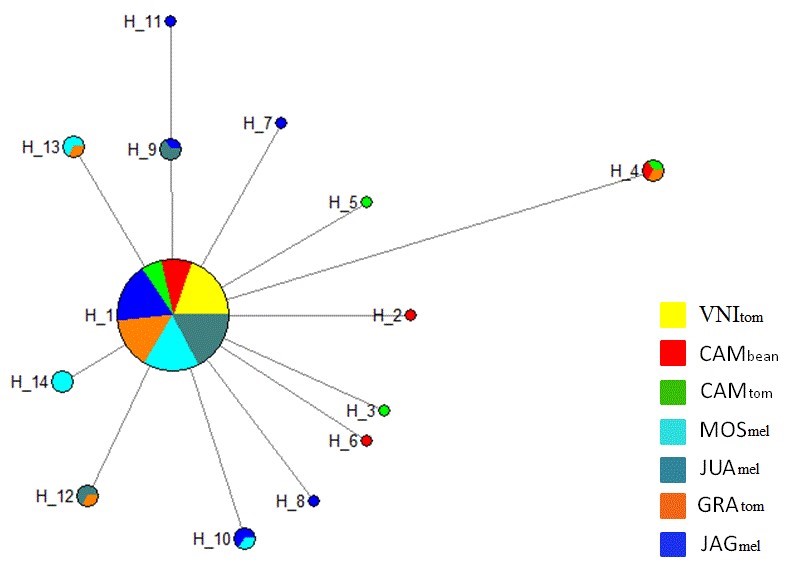 Haplotype network of Liriomyza sativae showing 14 interconnected haplotypes. The circle size is proportional to the number of individuals observed per haplotype. VNItom= Venda Nova do Imigrante-ES, host tomato; CAMbean= Camocim de São Felix-PE, host bean; CAMtom= Camocim de São Felix-PE, host tomato; JAGmel= Jaguaruana-CE, host melon; GRAtom= Gravatá-PE, host tomato; MOSmel= Mossoró- Rio Grande do Norte, host melon; JUAmel= Juazeiro-BA, host melon.