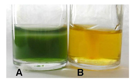 N2 fixation test in the LGI-P medium. A) Positive isolate, presenting a growth mist, in a basified medium; B)Negative isolate, absence of growth mist.