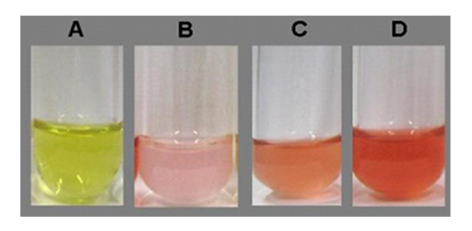 Color patterns were observed during the selection tests of indole acetic acid (IAA) bacteria. A) Negative control, culture medium without bacterial inoculum mixed with Salkowski's reagent; and bacterial culture mixed with Salkowski's reagent, production: B) low; C) average; D) high.