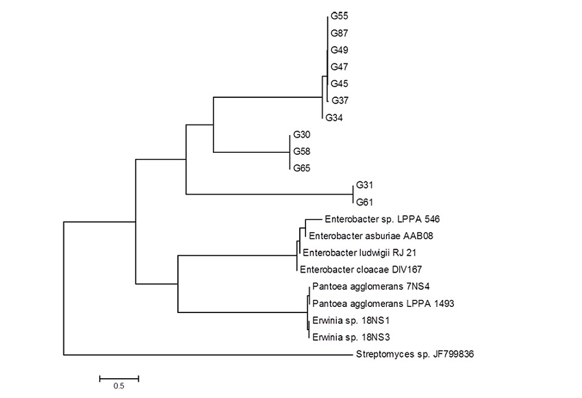 Gammaproteobacteria Subdivision Enterobacteriaceae family. Phylogenetic tree constructed by the MEGA 5.0 program through the 16S rRNA sequences of the isolates G30, G31, G34, G37, G45, G47, G49, G55, G58, G6, G65 and G87, root endophytes and cassava stalk. The sequence of Streptomyces sp. was used to root the phylogenetic tree, as an outgroup.