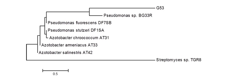Gammaproteobacteria Subdivision, family Pseudomonadaceae. Phylogenetic tree constructed by the MEGA 5.0 program through the 16S rRNA sequences of the G53 isolate, endophytic cassava stem. The sequence of Streptomyces sp. was used to root the phylogenetic tree, as an outgroup.