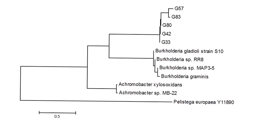 Betaproteobacteria Subdivision, family Alcaligenaceaee Burkholderiaceae. Phylogenetic tree constructed by the MEGA 5.0 program through the 16S rRNA isolates of the sequences G33, G42, G57, G80 and G83, root endophytes and cassava stalk. The Pelistega europaea sequence was used to root the phylogenetic tree, as an outgroup.