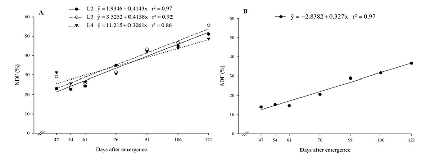 Neutral detergent fibre - NDF (A) and acid detergent fibre - ADF (B) in Nicandra physalodes over the life cycle in four treatments of N, P and K. Treatments were: (L1) 0, 0.3, 17.2 mg dm-3 N, P, K; (L2) 30, 450.3, 75.4 mg dm-3 N, P, K; (L3) 60, 900.3, 133.4 mg dm-3 N, P, K; and (L4) 120, 1800.3, 249.68 mg dm-3 N, P, K.