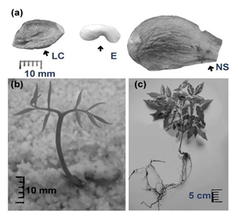 Scarification of Myroxylon balsamum fruits and plant material: (a) scarification with longitudinal cut of the fruit in the hilum region (LC), embryo and cotyledons exposed (E), no scarification (NS); (b) germinated seedling; (c) complete juvenile plant.