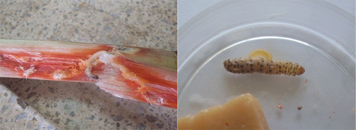 Diatraea flavipennella caterpillar parasitized in sugarcane and in artificial diet.