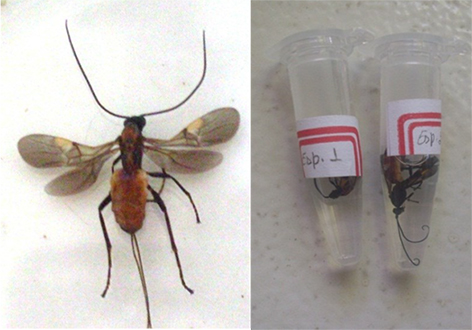 Adult of Digonogastra sp. and copies sent for identification.