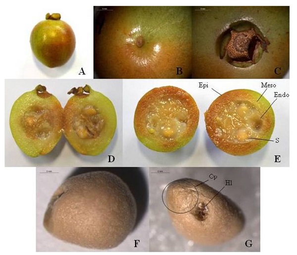 Fruits and seeds of Psidium sobralianum Landrum & Proen&ccedil;a: A. external appearance of the fruit; B. Region of insertion of the peduncle in the fruit; C. Opposite region to the insertion of the peduncle in the fruit, with persistent floral sepals; D. Longitudinal cut of the fruit; E. Cross section of the fruit showing the epicarp (Epi), mesocarp (Meso), endocarp (Endo) and seed (S); F. Longitudinal aspect of the seed; G. Transversal aspect of the seed showing the operculum (Op) and hilum (H1).