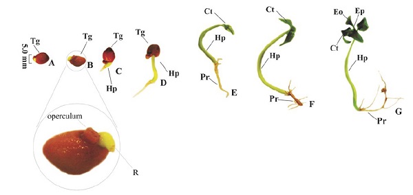 Seedling development of Psidium sobralianum Landrum & Proen&ccedil;a. A. Beginning of the development with operculum opening; B. Root protrusion; C. Root and hypocotyl differentiation; D. Hypocotyl and radicle development; E. Seedlings with paracotyledons free from tegument; F. Cotyledon color differentiation; G: Seedling with the first pair of Eophiles. Tg = Tegument; R = radicle; Hp = Hypocotyl; Pr = Primary root; Ct = cotyledons; Eo = Eophiles; Ep = Epicotyl.
