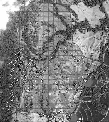 Grid superimposed on the satellite image Quick Bird of tree cover in a GIS environment, using ArcGIS 9.2.