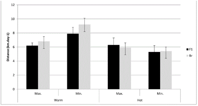 Distance traveled (km. Day-1) by cows (F1: Holstein x Brahman, Br: Brahman) in warm period and hot period under maximum (Max) and minimum temperatures (Mín.) in Tolima, Colombia. (Authors of this research)