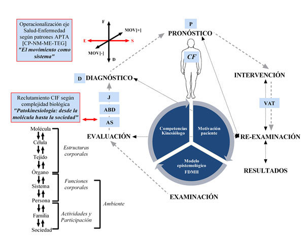 Figura 4. Dinámica de las etapas de razonamiento en Kinesiología y su vínculo con las racionalidades profesionales consensuadas, el modelo FDMH y las herramientas de uso convencional APTA y CIF.