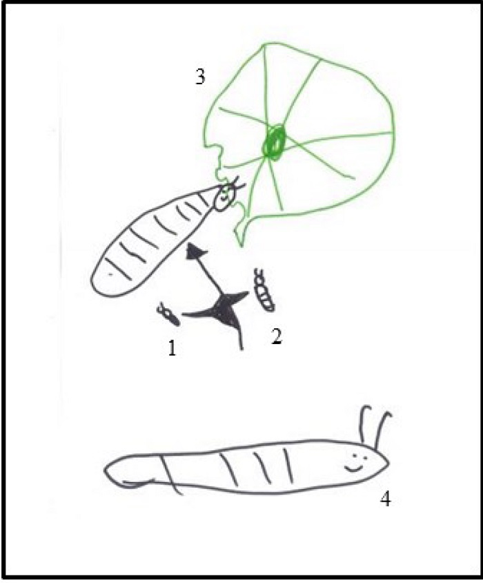 (1 e 2) Lagartas em crescimento; (3) Lagarta comendo folha de
								couve; (4) Lagarta maior. (registro 4 da Nayara)
