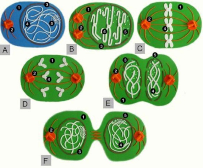 Modelo t&aacute;til para ensino do tema "Mitose"