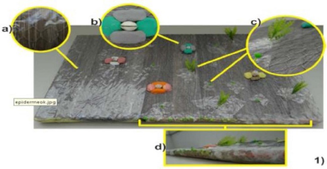 Recurso did&aacute;tico para ensino do tema "Epiderme Foliar"