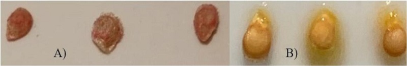 Semillas observadas a trav&eacute;s de los microscopios estereosc&oacute;picos