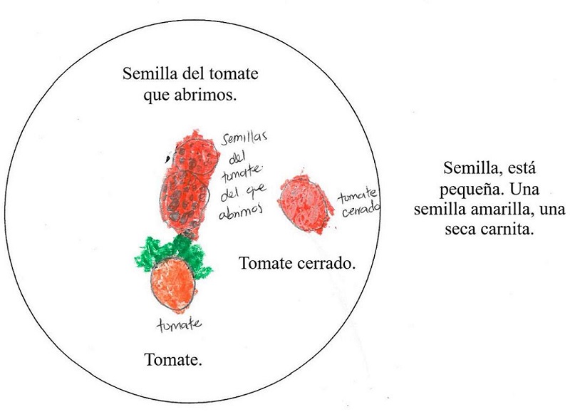 Dibujo correspondiente al Nivel Perceptivo de progreso de observaci&oacute;n cient&iacute;fica
