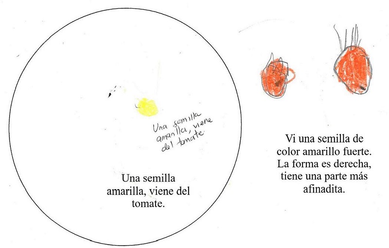 Dibujo correspondiente al Nivel Intermedio de progreso de observaci&oacute;n cient&iacute;fica
