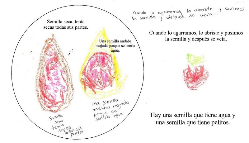Dibujo correspondiente al Nivel Cient&iacute;fico de progreso de observaci&oacute;n cient&iacute;fica