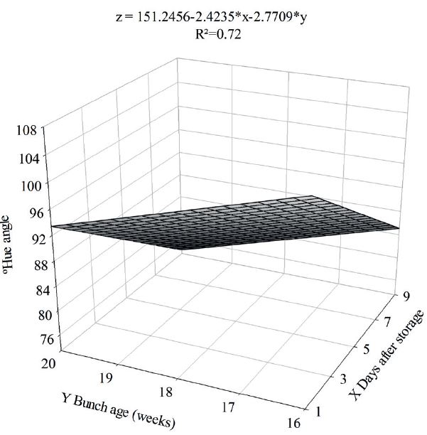 �Hue angle variation on the peel of &lsquo;Prata-An�&rsquo; bananas separated from bunches at different ages, in ambient conditions, after 25 days of cold storage.