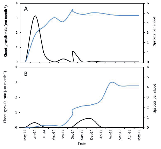 Average shoot growth rate (black) and number of sprouts per shoot (blue) in &lsquo;Emerald&rsquo; (A) and &lsquo;Jewel&rsquo; (B) blueberry plants.