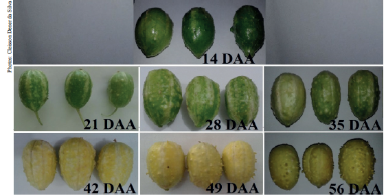 Visual aspect of maroon cucumber fruits (Liso Gib�o cultivar) harvested at 14, 21, 28, 35, 42, 49 and 56 days after the anthesis (DAA).