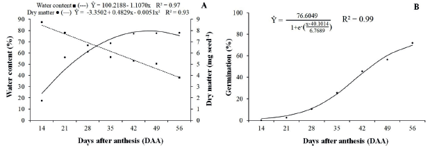 Water and dry matter content (A) and germination (B) of maroon cucumber seeds (Liso Gib�o cultivar), according to days
