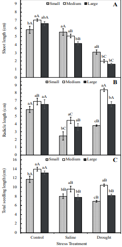 Effects of seed size on shoot length (A), radicle length